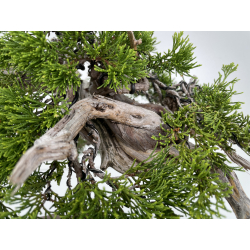 Juniperus sabina A00445 view 3