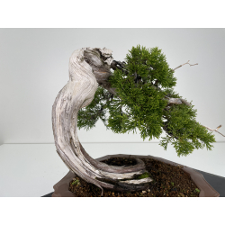 Juniperus sabina -sabina rastrera- A00445 vista 4