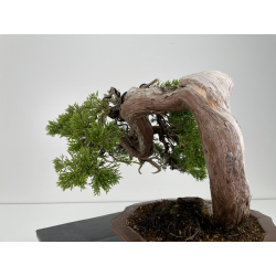 Juniperus sabina -sabina rastrera- A00445 vista 5