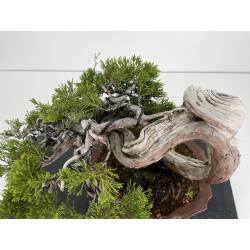 Juniperus sabina -sabina rastrera- A00445 vista 7