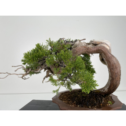 Juniperus sabina -sabina rastrera- A00445 vista 6
