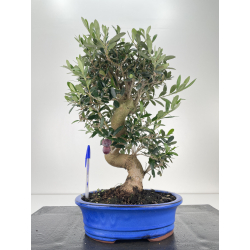 Olea europaea -olivo- I-6704