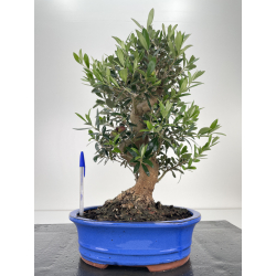 Olea europaea -olivo- I-6705