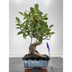Ficus retusa I-6708