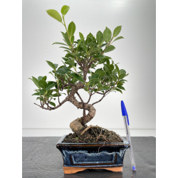 Ficus retusa I-6709