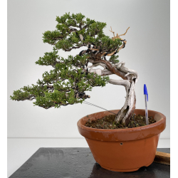 Juniperus sabina A00872