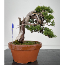 Juniperus sabina -sabina rastrera- A00292