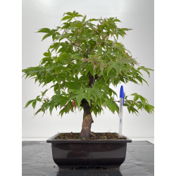 Acer palmatum osakazuki I-6713