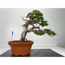 Juniperus sabina A00815
