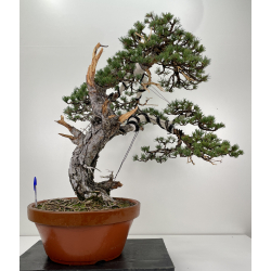Pinus sylvestris (pino silvestre europeo) I-6716