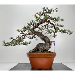 Pinus sylvestris - pino silvestre europeo - I-6717