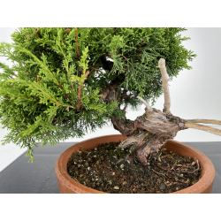 Juniperus chinensis itoigawa I-6718 vista 2