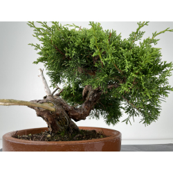 Juniperus chinensis itoigawa I-6718 vista 3