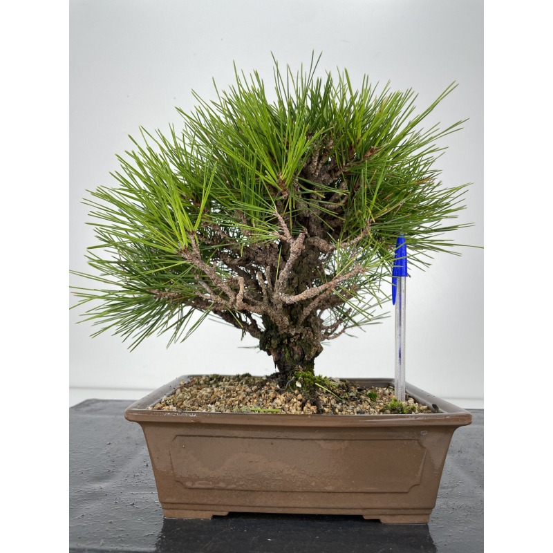 Pinus thunbergii corticosa I-6719