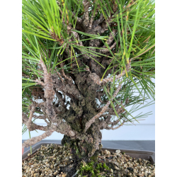 Pinus thunbergii corticosa I-6719 vista 2