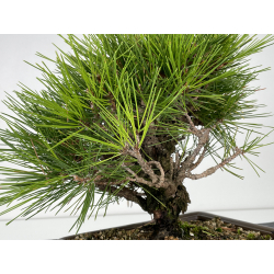 Pinus thunbergii corticosa I-6719 vista 3