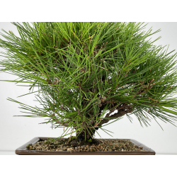 Pinus thunbergii corticosa I-6719 vista 4