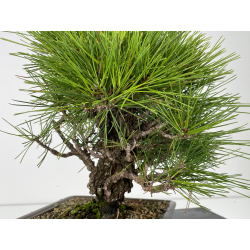 Pinus thunbergii corticosa I-6719 vista 5