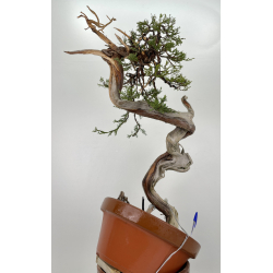 Juniperus sabina  A00667