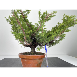 Juniperus chinensis itoigawa I-6720