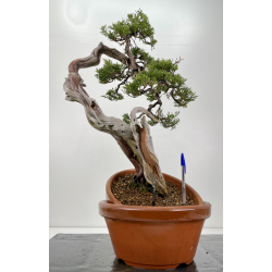 Juniperus sabina A00830