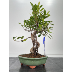 Ficus retusa I-6721