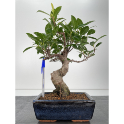 Ficus retusa I-6722