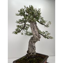 Quercus suber -alcornoque- I-6724 vista 3