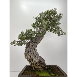 Quercus suber -alcornoque- I-6724 vista 5
