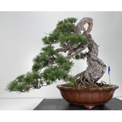 Pinus sylvestris I-6723