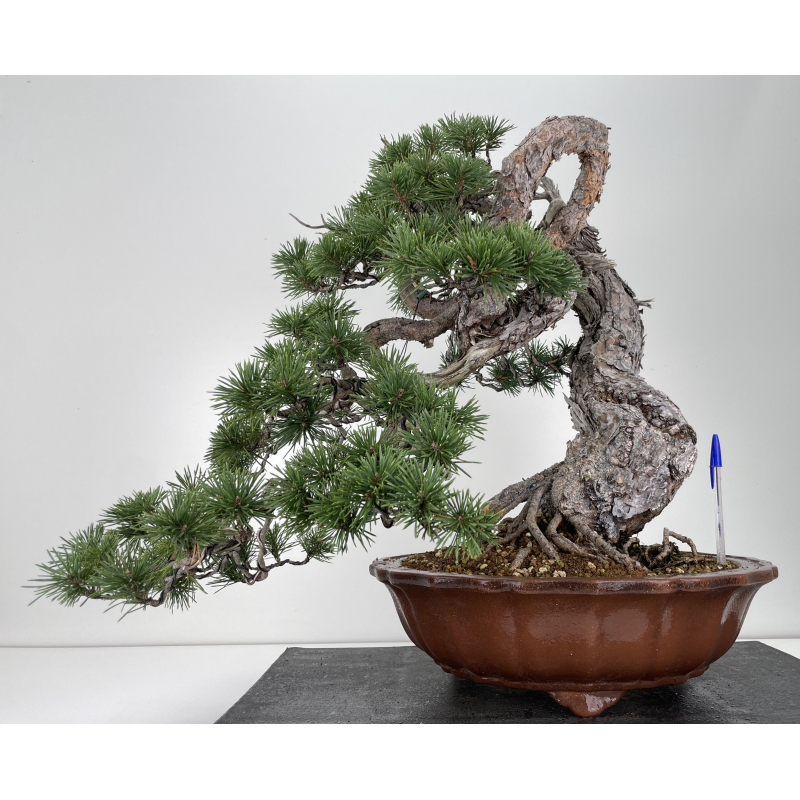Pinus sylvestris - pino silvestre europeo - I-6723
