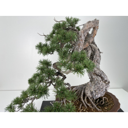 Pinus sylvestris I-6723 view 2