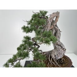 Pinus sylvestris - pino silvestre europeo - I-6723 vista 2