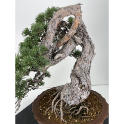 Pinus sylvestris - pino silvestre europeo - I-6723 vista 3