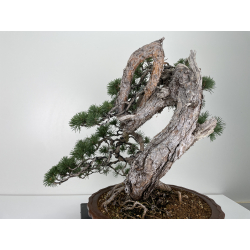 Pinus sylvestris I-6723 view 4