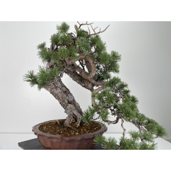 Pinus sylvestris - pino silvestre europeo - I-6723 vista 6