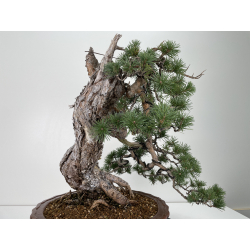 Pinus sylvestris I-6723 view 5