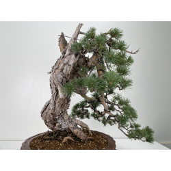 Pinus sylvestris - pino silvestre europeo - I-6723 vista 5