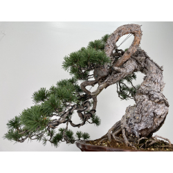 Pinus sylvestris - pino silvestre europeo - I-6723 vista 7