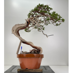 Juniperus sabina -sabina rastrera- A01631