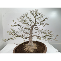 Acer palmatum yamamomiji I-6726 vista 4