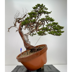 Juniperus sabina -sabina rastrera- A00693