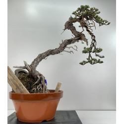 Pinus sylvestris (pino silvestre europeo) I-6727