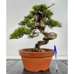 Juniperus sabina -sabina rastrera- A00819
