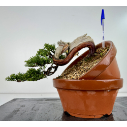 Juniperus sabina A00495
