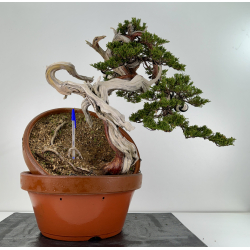 Juniperus sabina A00921