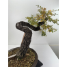 Quercus faginea I-6729 view 3
