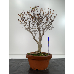 Enkianthus perulatus I-6730