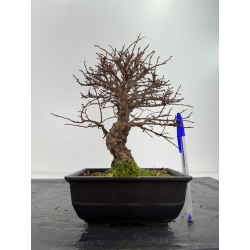 Zelkova nire I-6733
