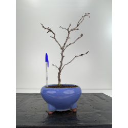 Prunus Kojo No Mai I-6734
